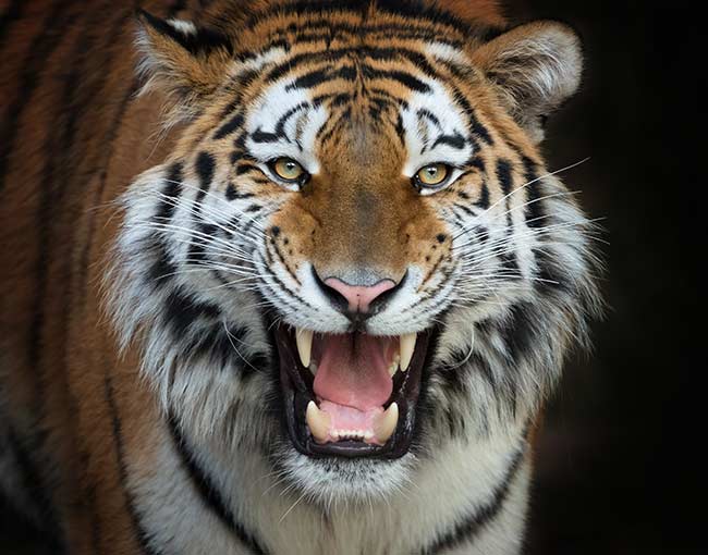Roaring Brüllender Tiger 